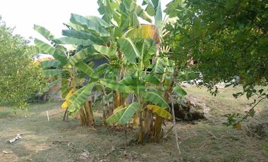 VENDEMOS HERMOSA FINCA CON ARBOLES FRUTALES Y LAGO.