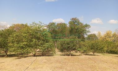 VENDEMOS HERMOSA FINCA CON ARBOLES FRUTALES Y LAGO.