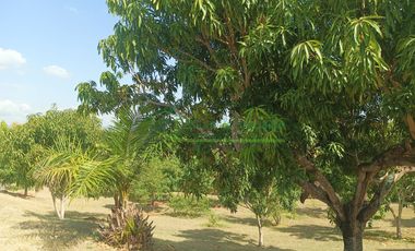 VENDEMOS HERMOSA FINCA CON ARBOLES FRUTALES Y LAGO.