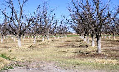Venta Rancho nogalero y agrícola muy cerca carretera Delicias Saucillo