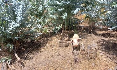 11 Hectáreas de venta en Tumbabiro, Urcuqui