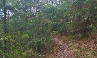 HERMOSO TERRENO EN ZONA BOSCOSA DE OMITLAN ZONA LA CIENEGA TIENE UN TANQUE DE ABASTECIMIENTO DE AGUA