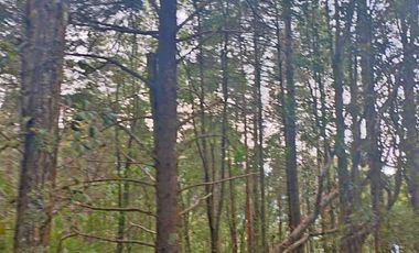 HERMOSO TERRENO EN ZONA BOSCOSA DE OMITLAN ZONA LA CIENEGA TIENE UN TANQUE DE ABASTECIMIENTO DE AGUA