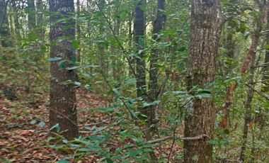 HERMOSO TERRENO EN ZONA BOSCOSA DE OMITLAN ZONA LA CIENEGA TIENE UN TANQUE DE ABASTECIMIENTO DE AGUA