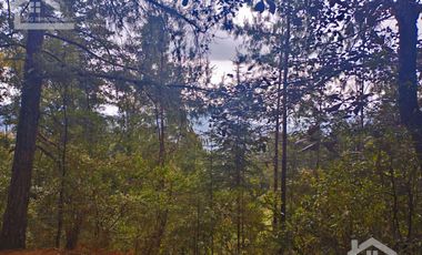 HERMOSO TERRENO EN ZONA BOSCOSA DE OMITLAN ZONA LA CIENEGA TIENE UN TANQUE DE ABASTECIMIENTO DE AGUA