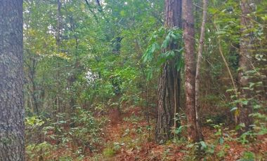 HERMOSO TERRENO EN ZONA BOSCOSA DE OMITLAN ZONA LA CIENEGA TIENE UN TANQUE DE ABASTECIMIENTO DE AGUA