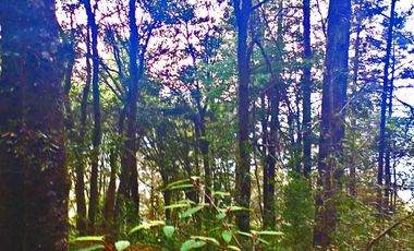 HERMOSO TERRENO EN ZONA BOSCOSA DE OMITLAN ZONA LA CIENEGA TIENE UN TANQUE DE ABASTECIMIENTO DE AGUA