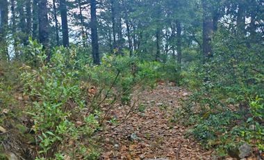 HERMOSO TERRENO EN ZONA BOSCOSA DE OMITLAN ZONA LA CIENEGA TIENE UN TANQUE DE ABASTECIMIENTO DE AGUA