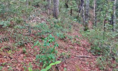 HERMOSO TERRENO EN ZONA BOSCOSA DE OMITLAN ZONA LA CIENEGA TIENE UN TANQUE DE ABASTECIMIENTO DE AGUA