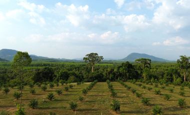 Almost 17 Rai Palm Plantation with Majestic Mountain Views Land for Sale in Tha Yu, Phangnga