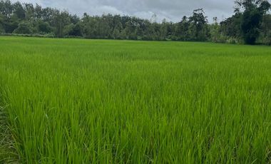 ขายบ้าน+สวนยาง+นาข้าว บ้านปักหมู อ.โพนพิสัย จ.หนองคาย
