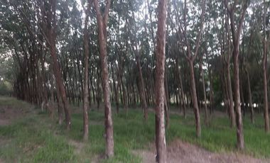ขายบ้าน+สวนยาง+นาข้าว บ้านปักหมู อ.โพนพิสัย จ.หนองคาย