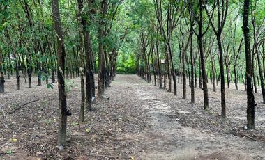 ขายบ้าน+สวนยาง+นาข้าว บ้านปักหมู อ.โพนพิสัย จ.หนองคาย