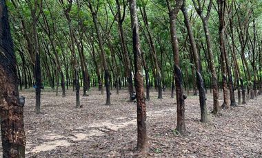 ขายบ้าน+สวนยาง+นาข้าว บ้านปักหมู อ.โพนพิสัย จ.หนองคาย