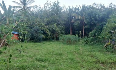 ขายบ้าน+สวนยาง+นาข้าว บ้านปักหมู อ.โพนพิสัย จ.หนองคาย