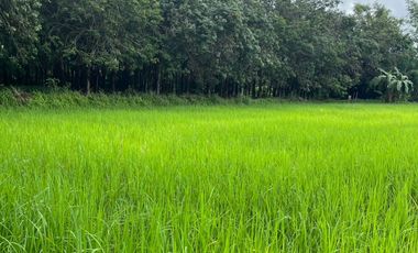 ขายบ้าน+สวนยาง+นาข้าว บ้านปักหมู อ.โพนพิสัย จ.หนองคาย