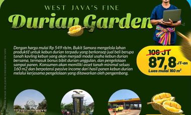 Tanah Kebun Durian Musang King Di Cianjur 2 Jam Dari Cibubur
