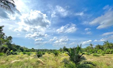 10.5 Rai of palm plantations with  river in Ao Luek ,Krabi.