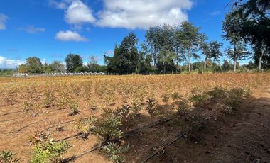 Excelente Predio agrícola cercano a la Comuna de Freire
