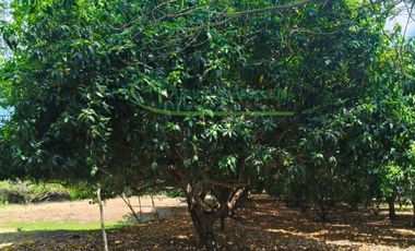 VENDEMOS HERMOSA FINCA TOTALMENTE PLANA, A 10 MINUTOS DE LA CIUDAD DE GIRARDOT