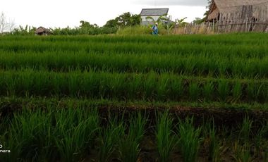 Jarang Ada !! Lokasi Central Canggu, Pinggir Jalan Tidak Masuk Gang ! View Sawah