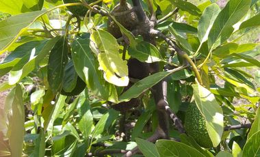 OPORTUNIDAD PROPIEDAD EN VENTA $ 215.000  DE 27.000 MTRS.