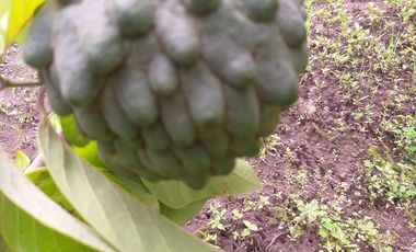 OPORTUNIDAD PROPIEDAD EN VENTA $ 215.000  DE 27.000 MTRS.