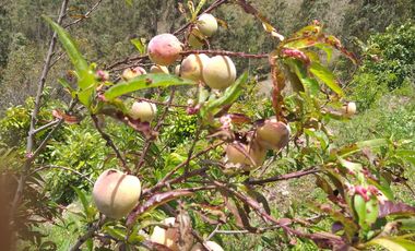 OPORTUNIDAD PROPIEDAD EN VENTA $ 215.000  DE 27.000 MTRS.