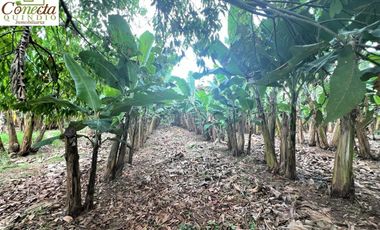 Finca Venta – Barcelona Quindío