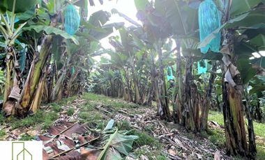 Finca Venta – Barcelona Quindío