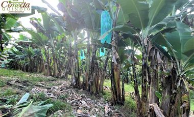 Finca Venta – Barcelona Quindío