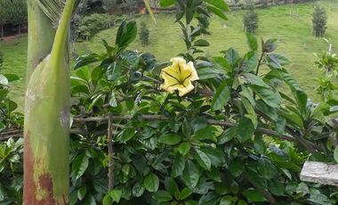 VENDO FINCA DE DOS NIVELES EN SAN VICENTE FERRER ANTIOQUIA.