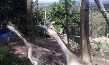 VENDO FINCA DE DOS NIVELES EN SAN VICENTE FERRER ANTIOQUIA.