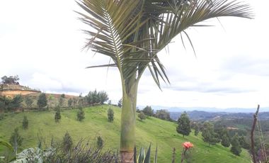 VENDO FINCA DE DOS NIVELES EN SAN VICENTE FERRER ANTIOQUIA.