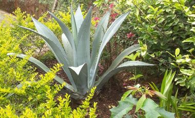 VENDO FINCA DE DOS NIVELES EN SAN VICENTE FERRER ANTIOQUIA.