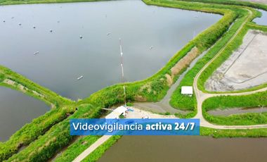 EN VENTA: camaronera de 112 hectáreas en Barbones, El Oro