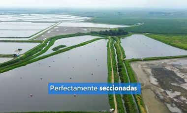 EN VENTA: camaronera de 112 hectáreas en Barbones, El Oro