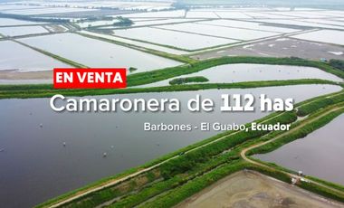 EN VENTA: camaronera de 112 hectáreas en Barbones, El Oro