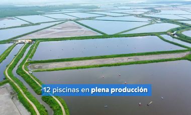 EN VENTA: camaronera de 112 hectáreas en Barbones, El Oro