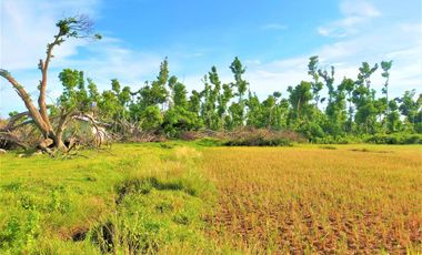 19,004 sq.m Agricultural Ricefield Lot with Concrete House for Sale