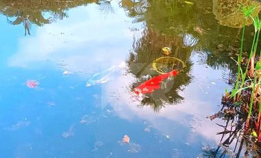 CASA CON APANTLE DENTRO DE CONDOMINIO EN RENTA EN SUMIYA JIUTEPEC