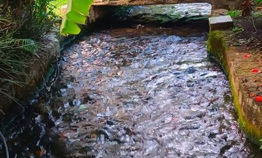 CASA CON APANTLE DENTRO DE CONDOMINIO EN RENTA EN SUMIYA JIUTEPEC