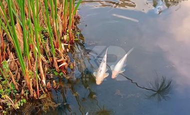 CASA CON APANTLE DENTRO DE CONDOMINIO EN RENTA EN SUMIYA JIUTEPEC