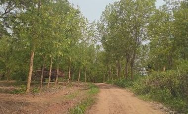 Tamarind plantation land, 28rai, 2ngan, 3.5MB, Ban Dong Thip, Tha I Boon Subdistrict, Lom Sak District, Phetchabun