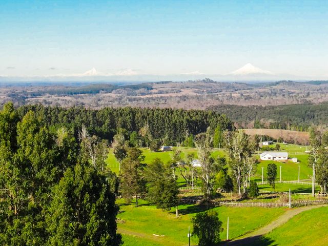 Raíces de Osorno